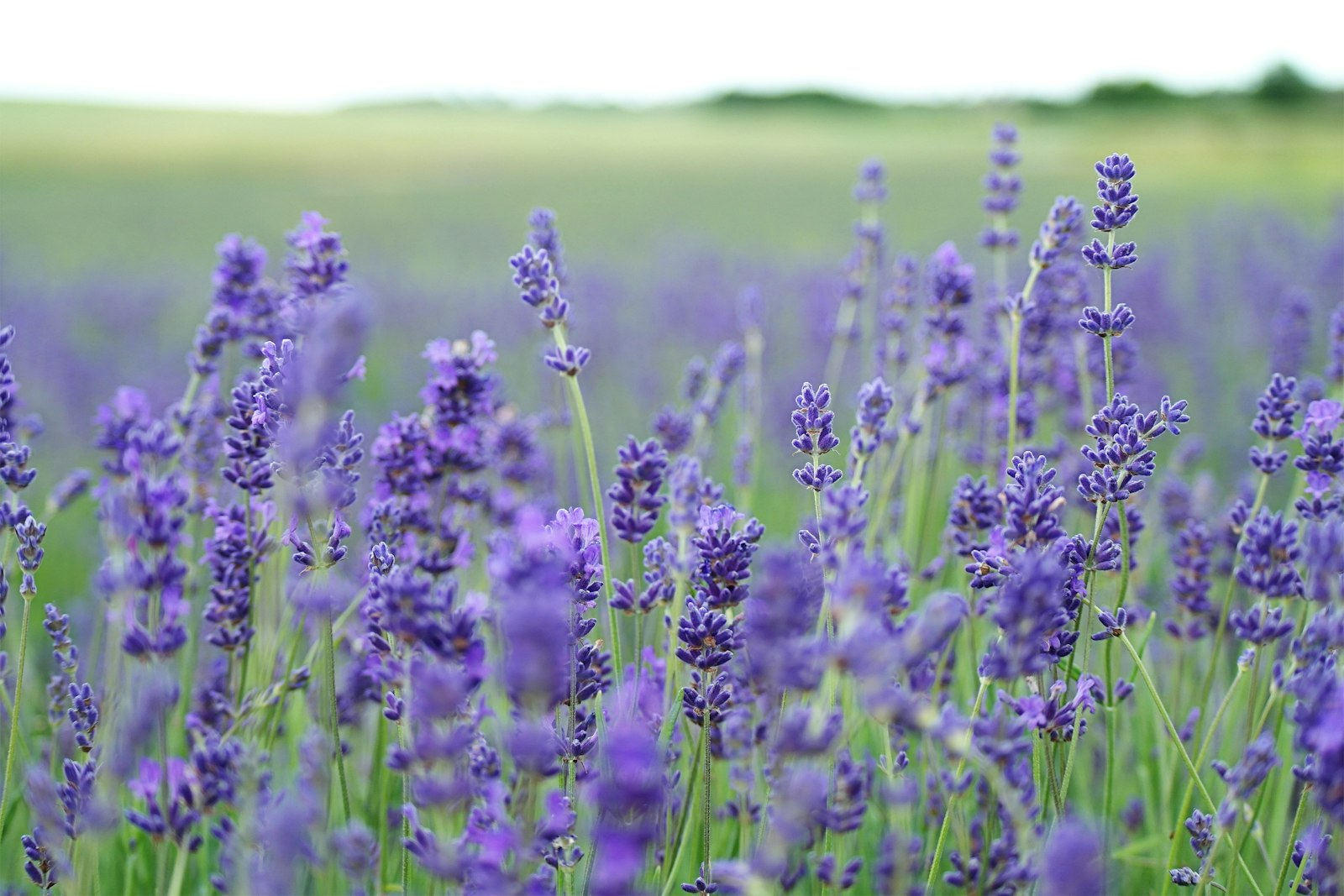 10 Healing Properties of 10 Different Plants
